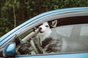 I rischi del colpo di calore per il cane in auto