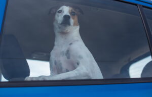 Accessori indispensabili per viaggiare in auto con il cane