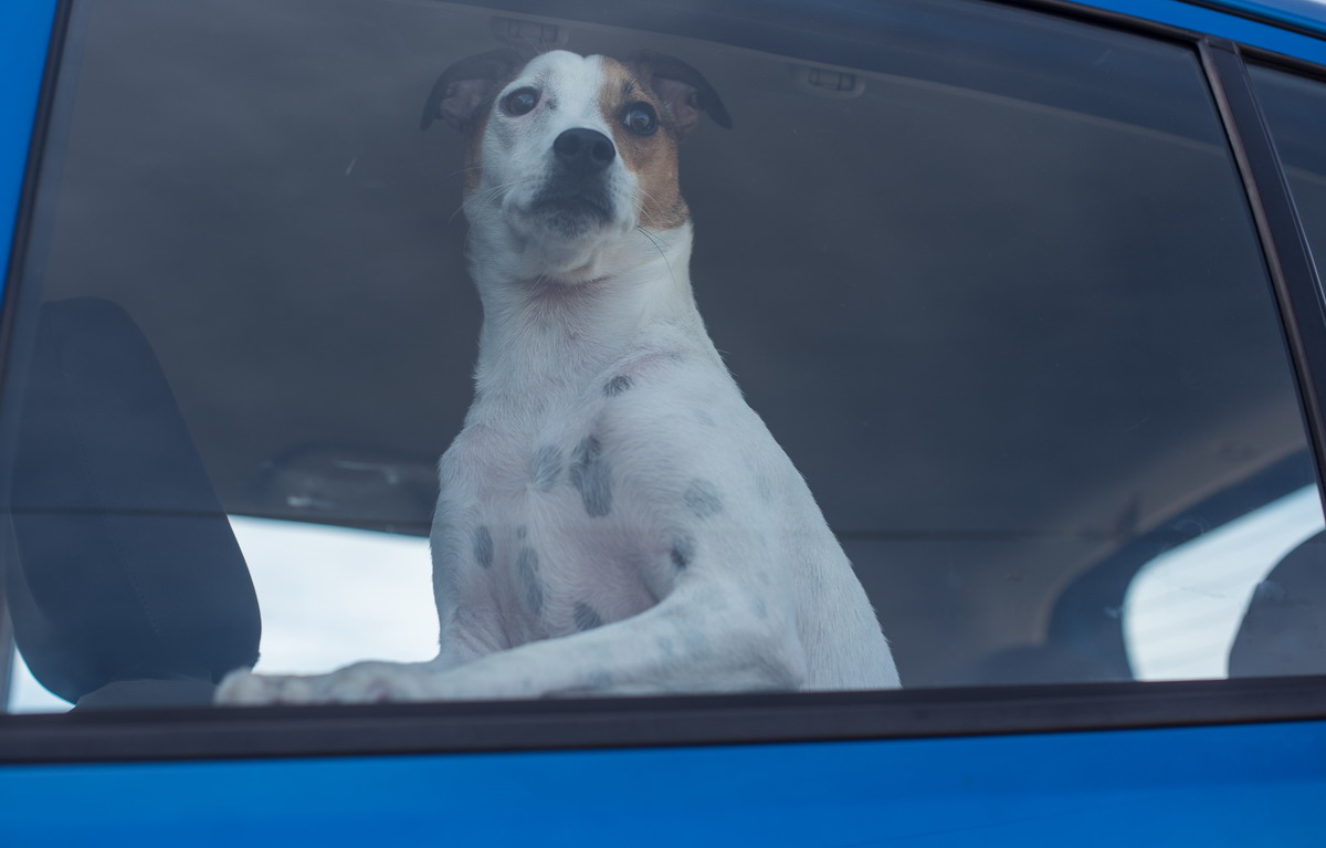 Accessori indispensabili per viaggiare in auto con il cane
