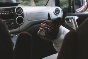 Quanto spesso fermarsi in auto con il cane durante i viaggi lunghi