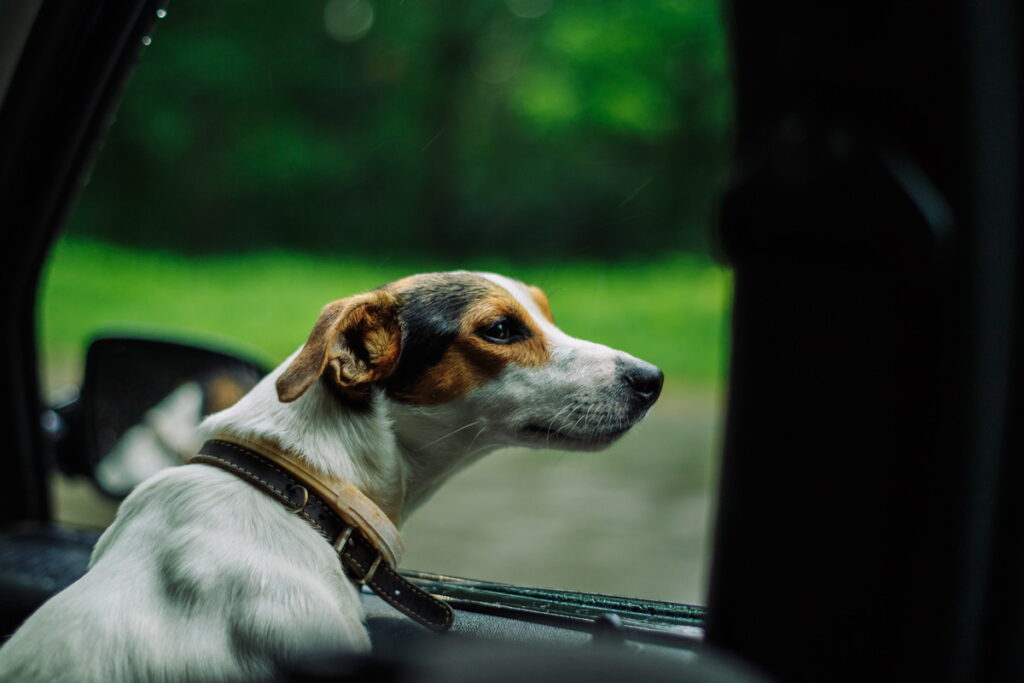 Come abituare il cane a viaggiare in macchina