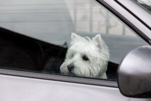 Cosa dice la legge sul trasporto dei cani in auto
