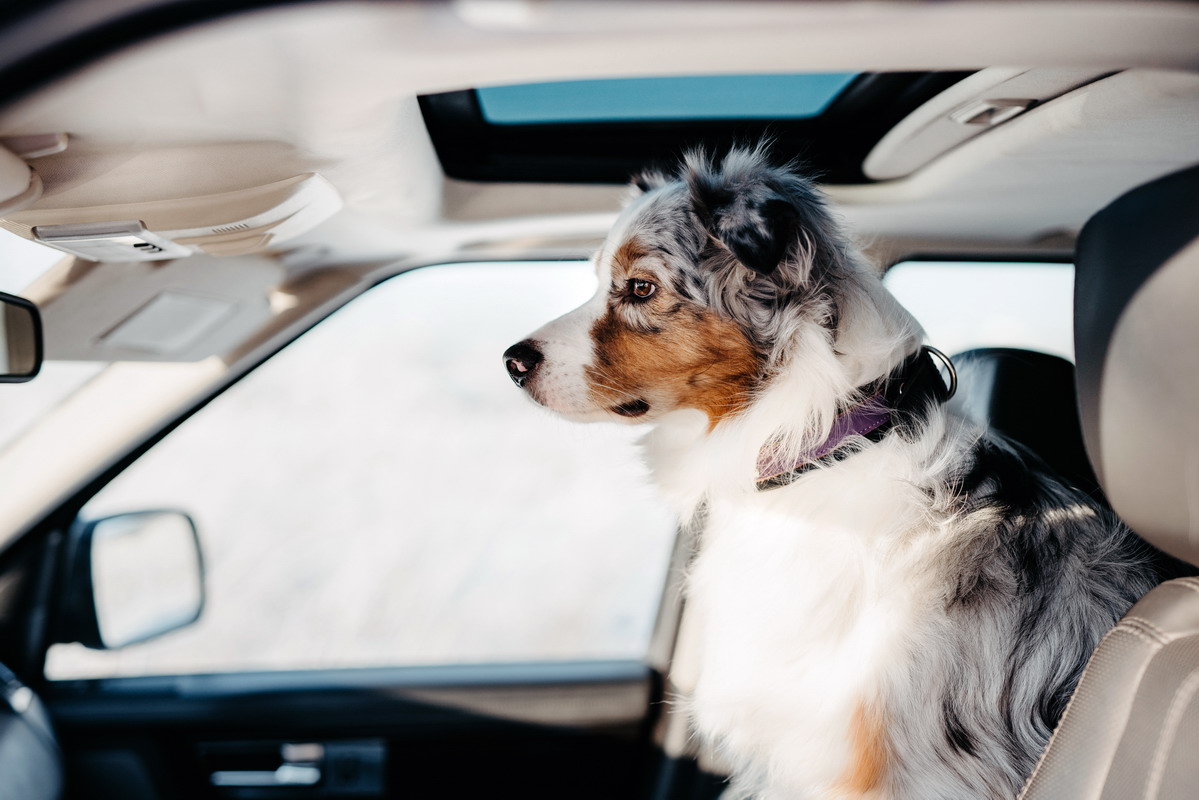 Alimentazione del cane prima e durante un lungo viaggio