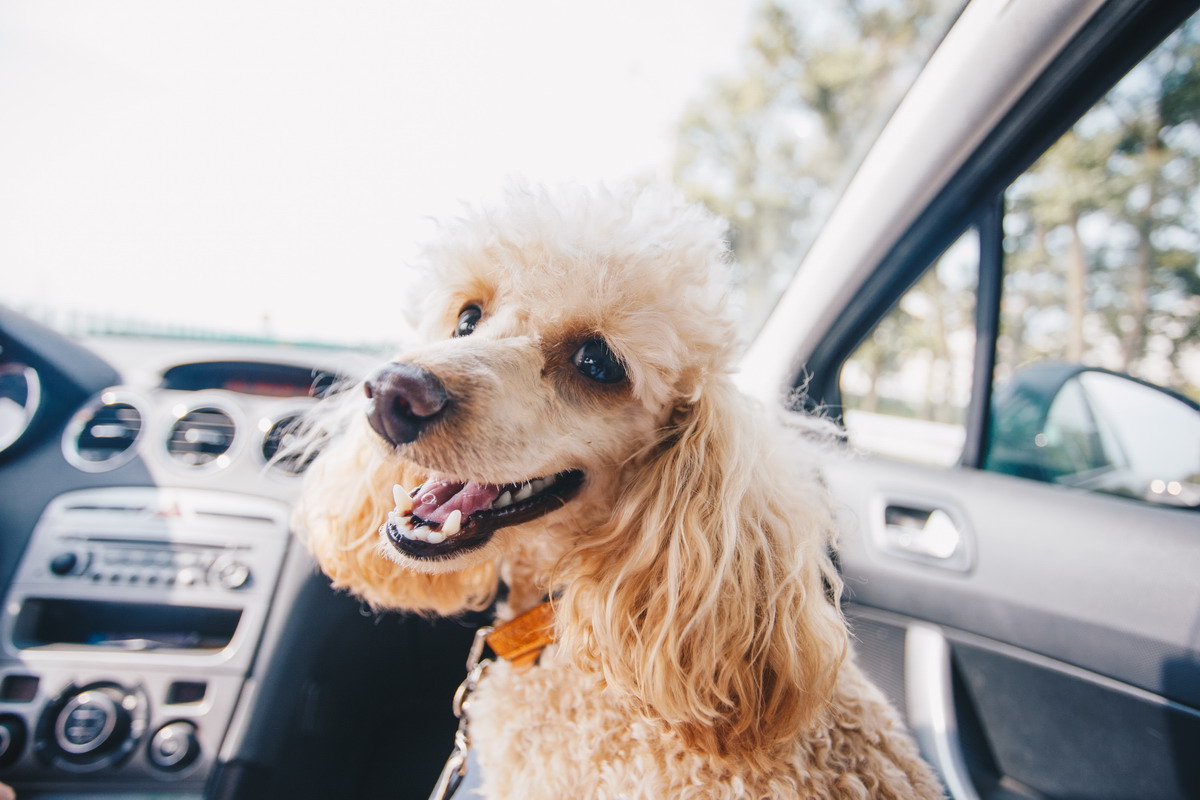 Quali sono i segnali di malessere del cane in auto