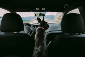 Cani e viaggi estivi: come scegliere l’orario migliore per partire