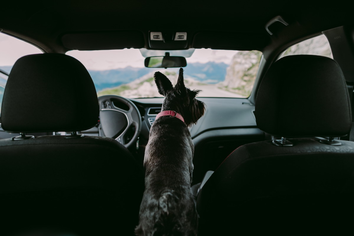 Cani e viaggi estivi: come scegliere l’orario migliore per partire