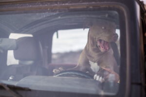 Preparare la valigia del cane per un viaggio in estate