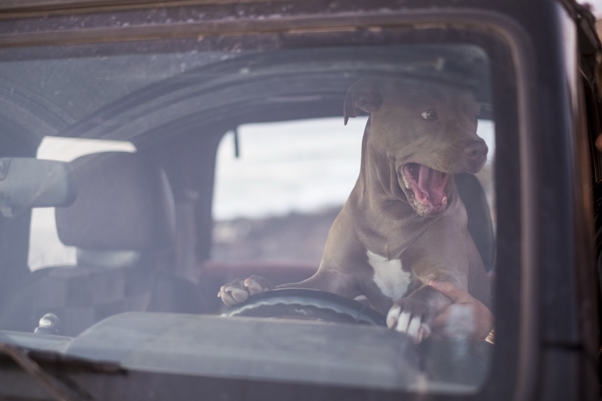 Preparare la valigia del cane per un viaggio in estate