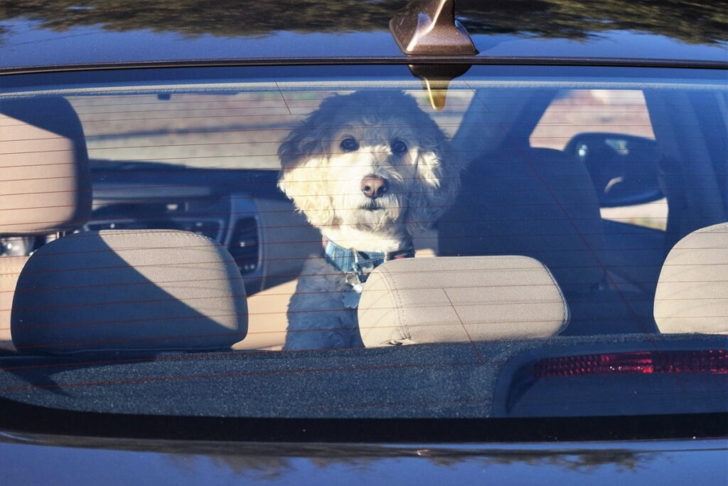 Come viaggiare in auto con il cane in estate: guida completa