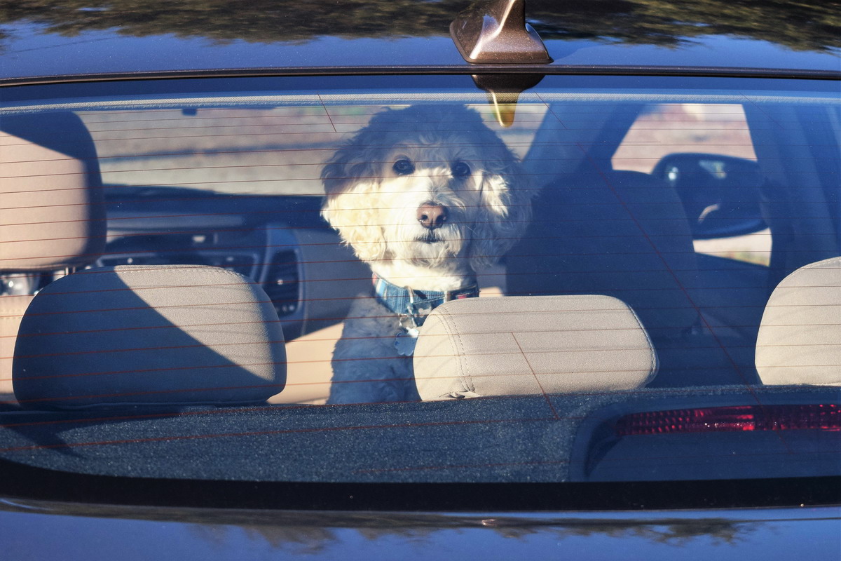 Come viaggiare in auto con il cane in estate: guida completa